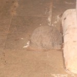 Sri Somanatheshwara Cave temple, Nellitheertha (16)