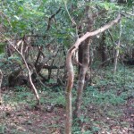 Sri Somanatheshwara Cave temple, Nellitheertha (8)