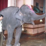 Elephant - Yashaswi Elephant - Yashaswi