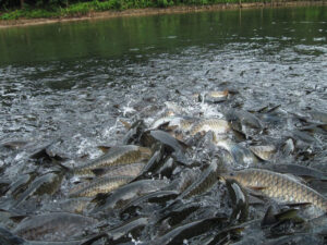Sacred Fishes