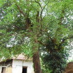 Pajaka (5)