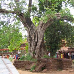 Naga Saanniddhya - Ananthapura Lake Temple
